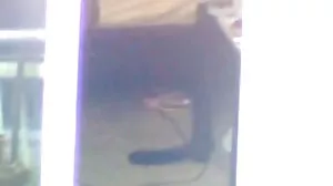 فحش بالغ اور نوجوان