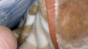 مفت جنسی کے Broson